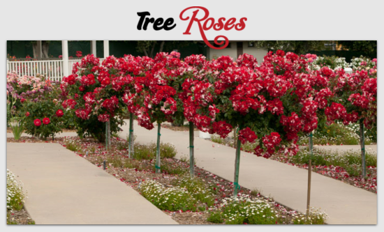 Tree Roses